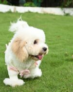 Pink Bow-3D Motif Pet Sweater - Image 9